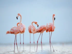 Flamingo-6