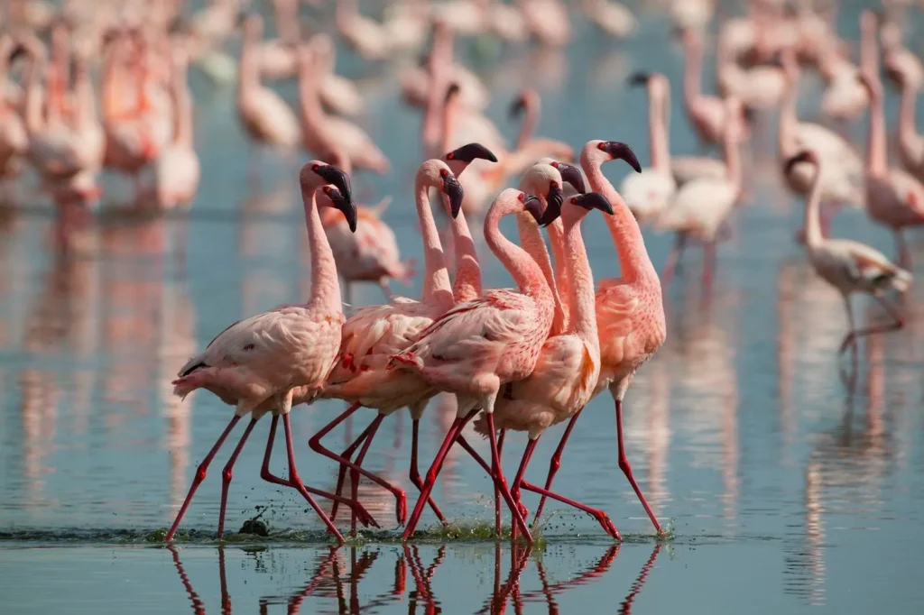Flamingo-8