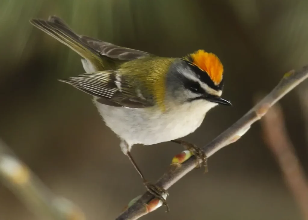 Goldcrest And Firecrest 10