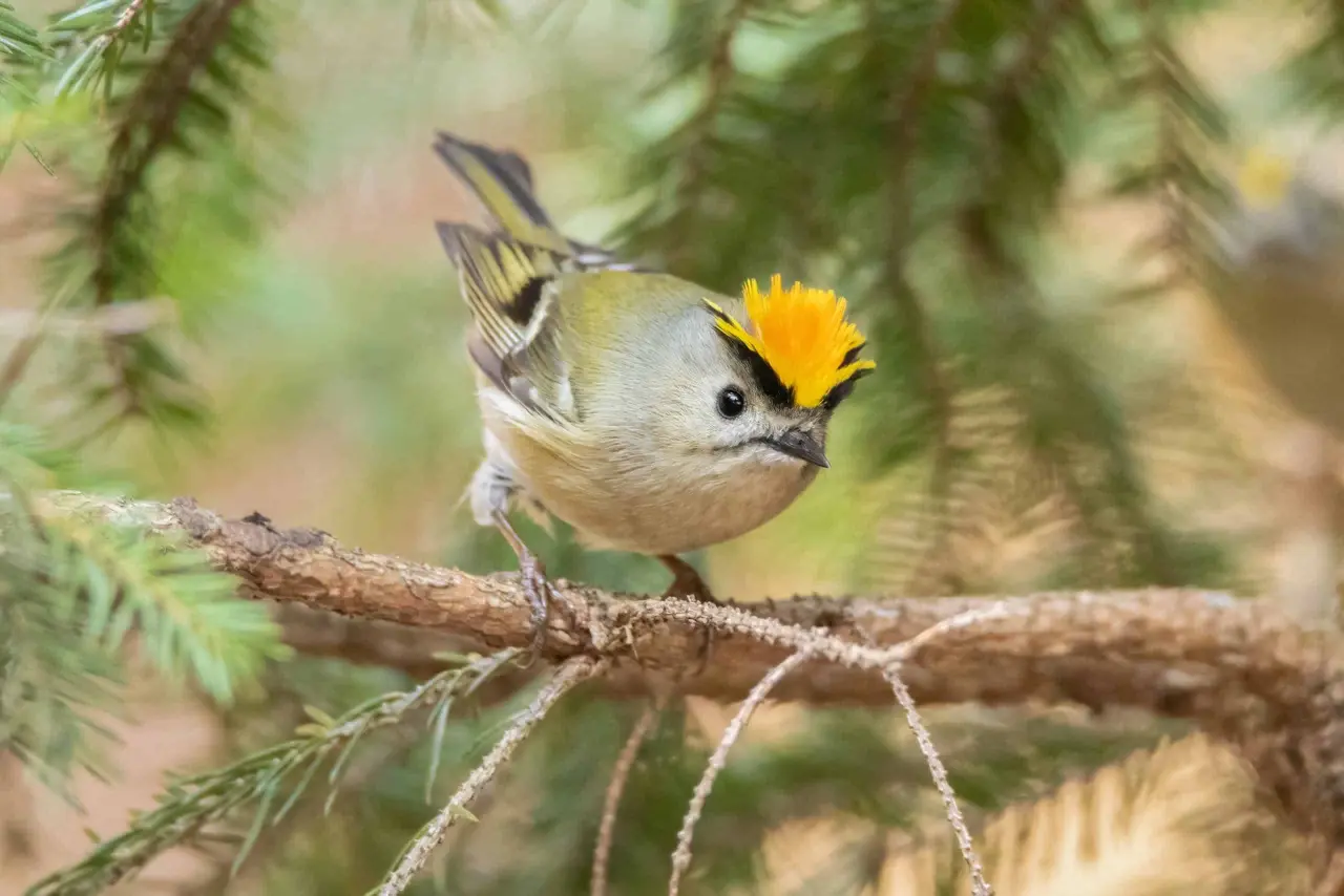 Goldcrest And Firecrest 18