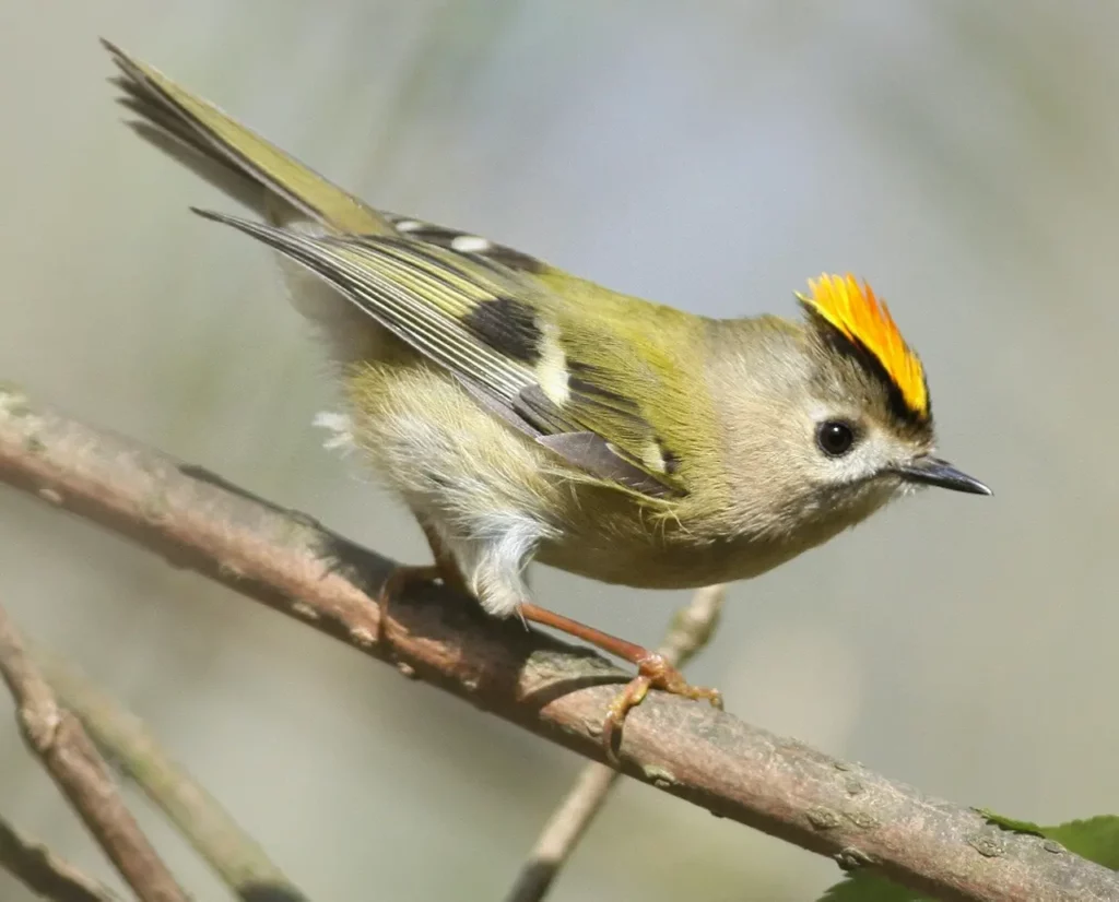 Goldcrest And Firecrest 28