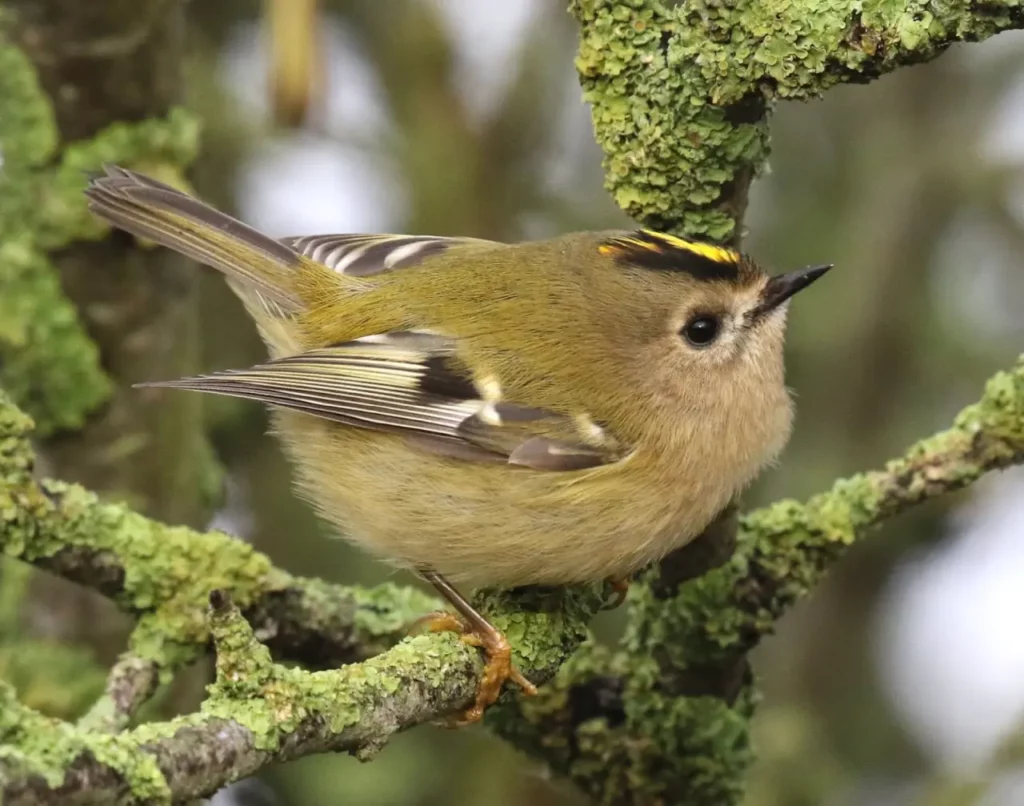 Goldcrest And Firecrest 3