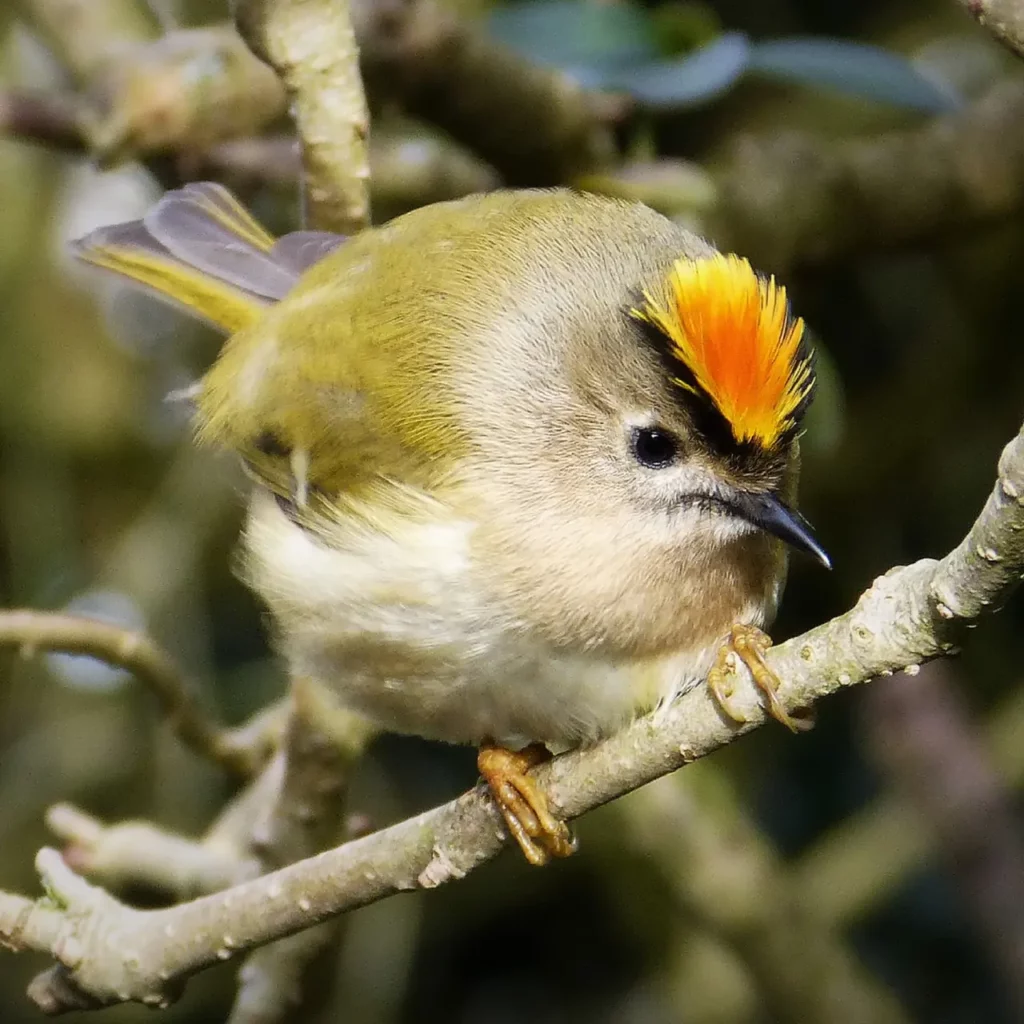 Goldcrest And Firecrest 34