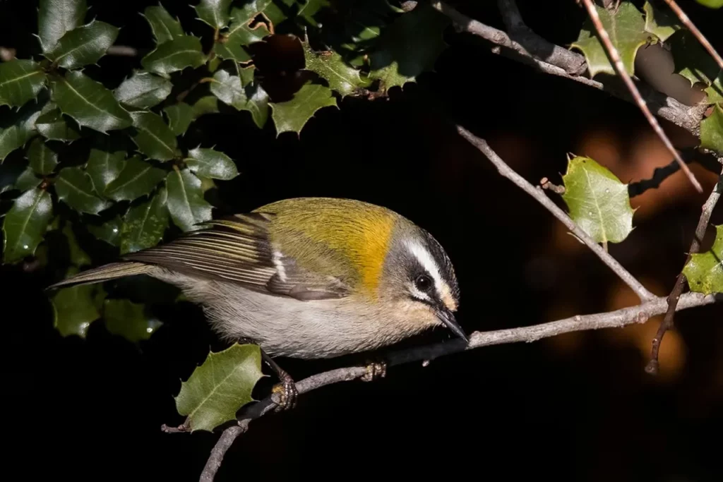 Goldcrest And Firecrest 35