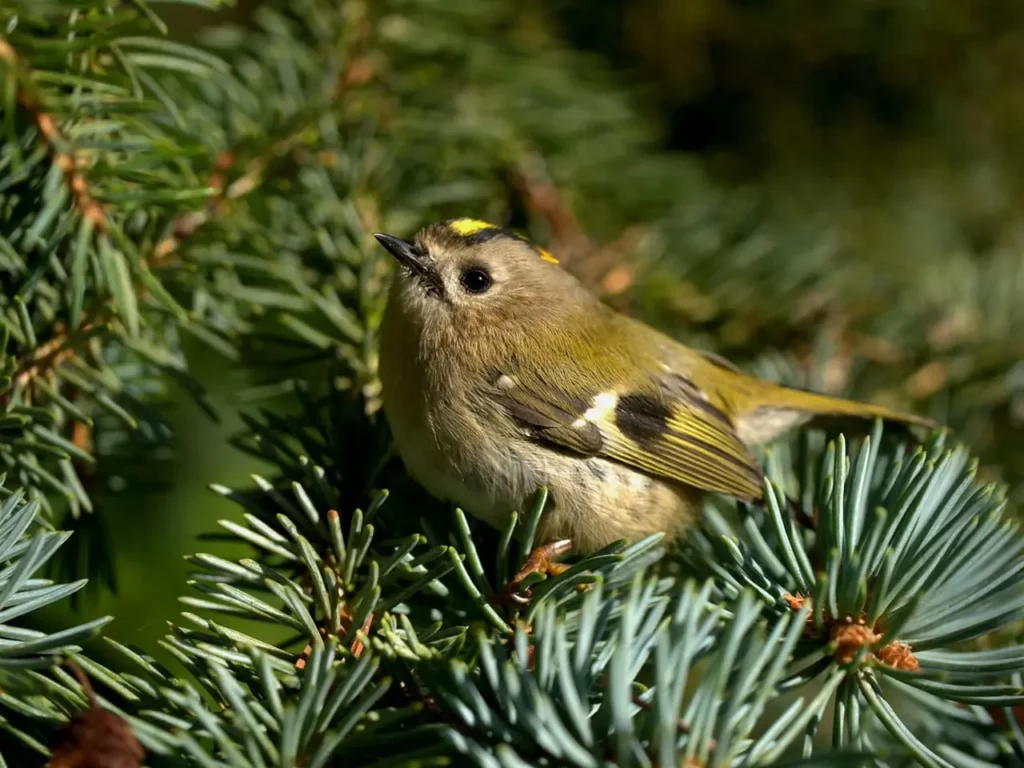 Goldcrest And Firecrest 37