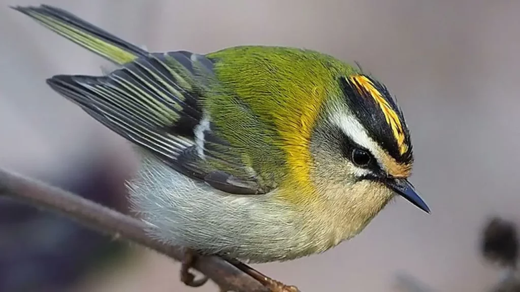 Goldcrest And Firecrest 6