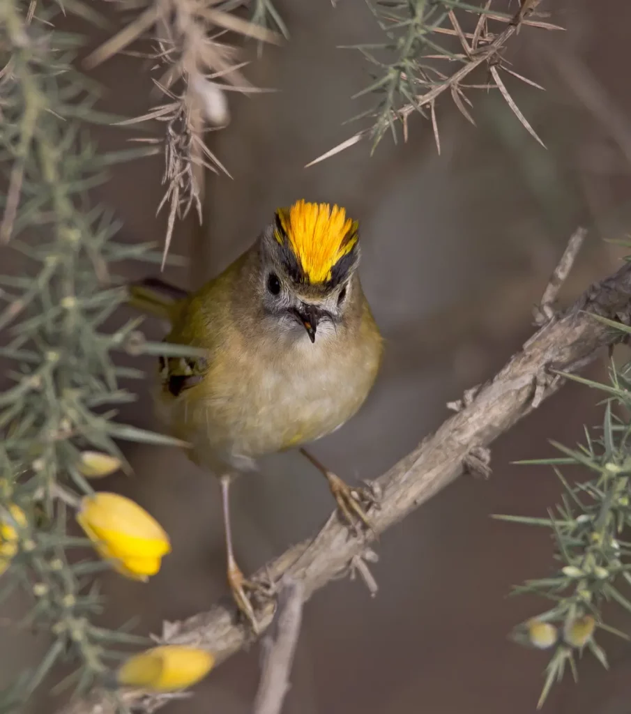 Goldcrest And Firecrest 7