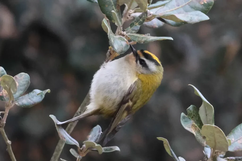 Goldcrest And Firecrest 8