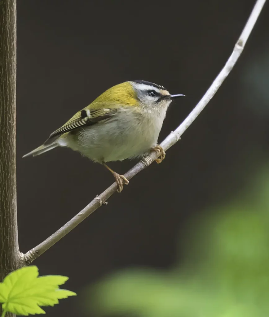 Goldcrest And Firecrest 9