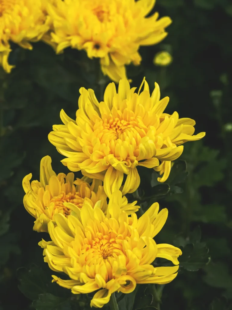 Golden Chrysanthemums (10)