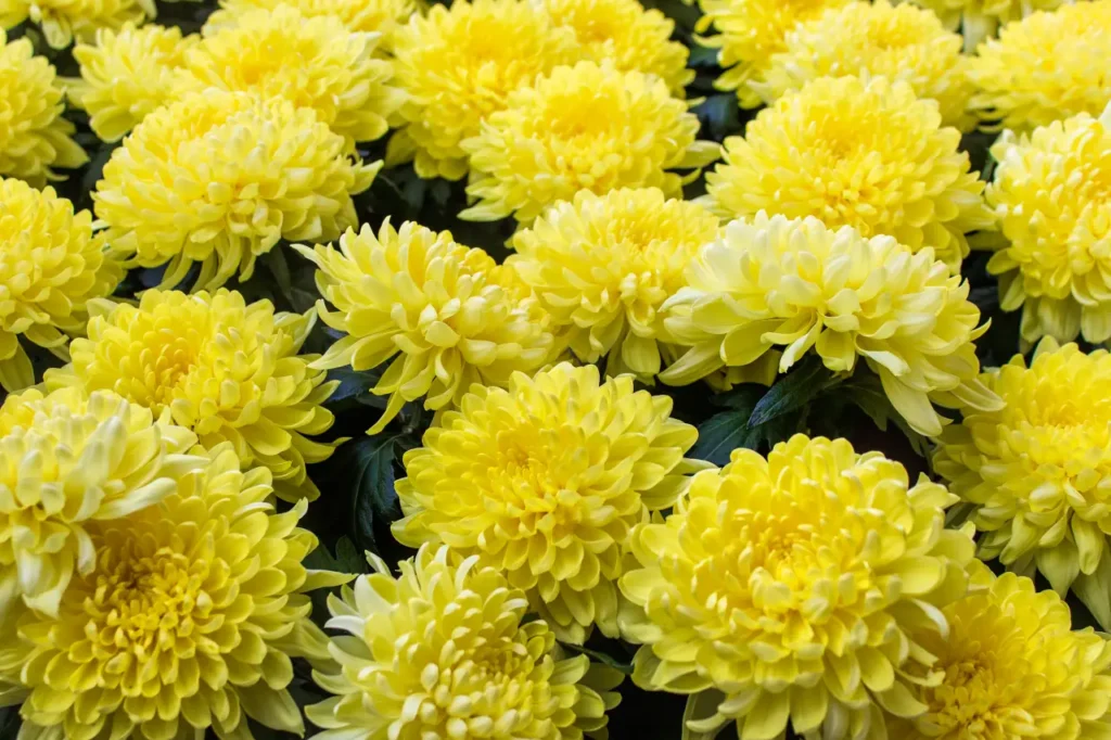 Golden Chrysanthemums (12)