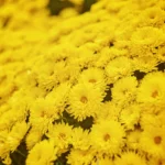 Golden Chrysanthemums (13)