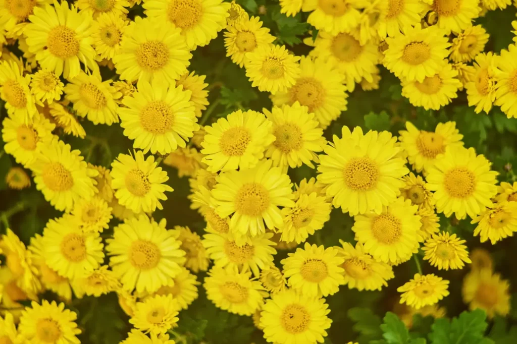 Golden Chrysanthemums (14)