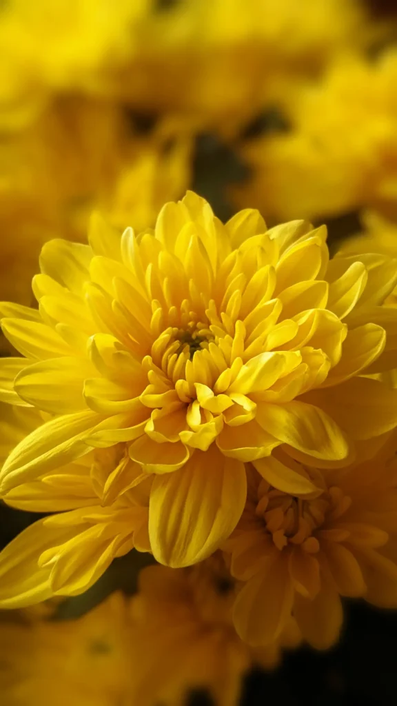 Golden Chrysanthemums (15)