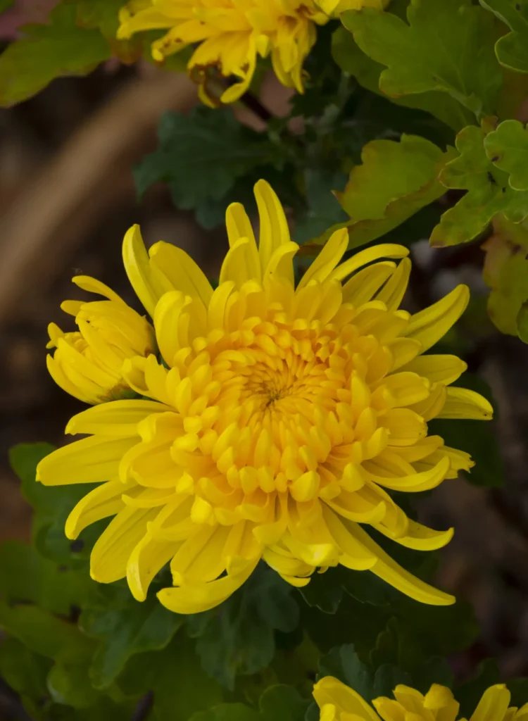 Golden Chrysanthemums (16)