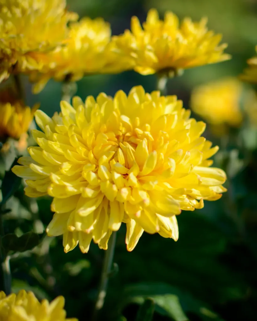 Golden Chrysanthemums (17)