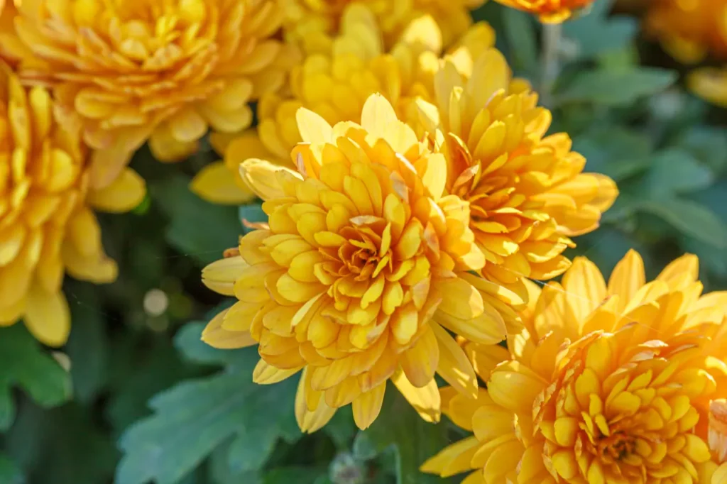 Golden Chrysanthemums (2)
