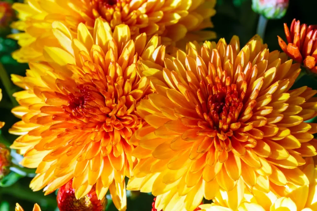 Golden Chrysanthemums (3)