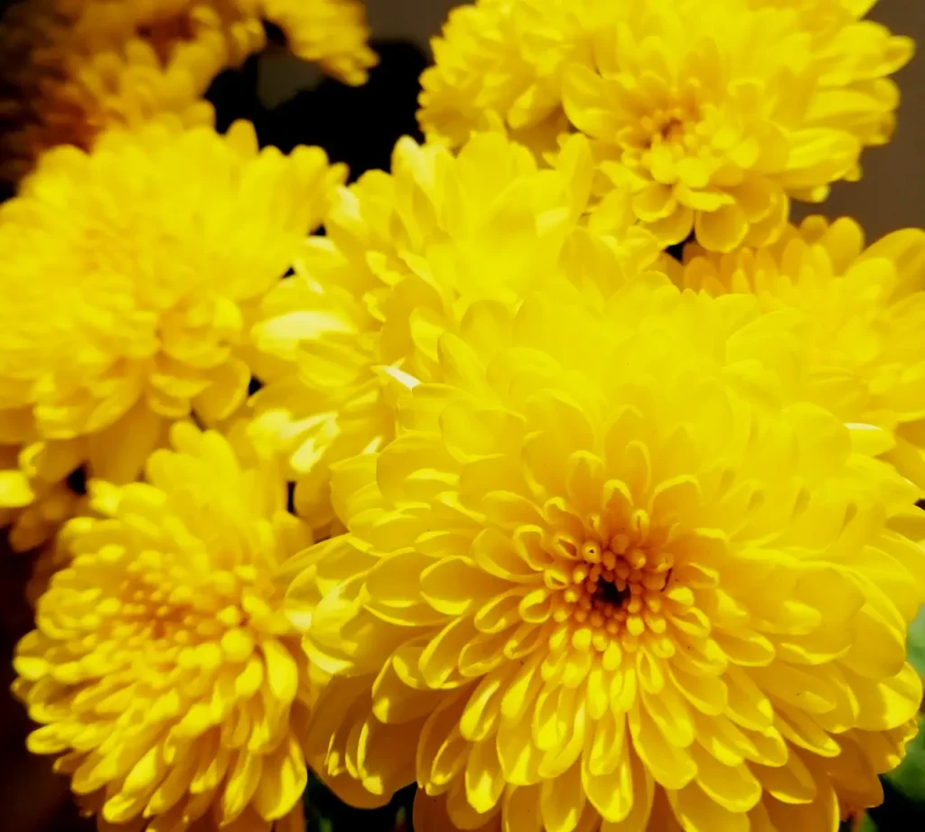 Golden Chrysanthemums (4)