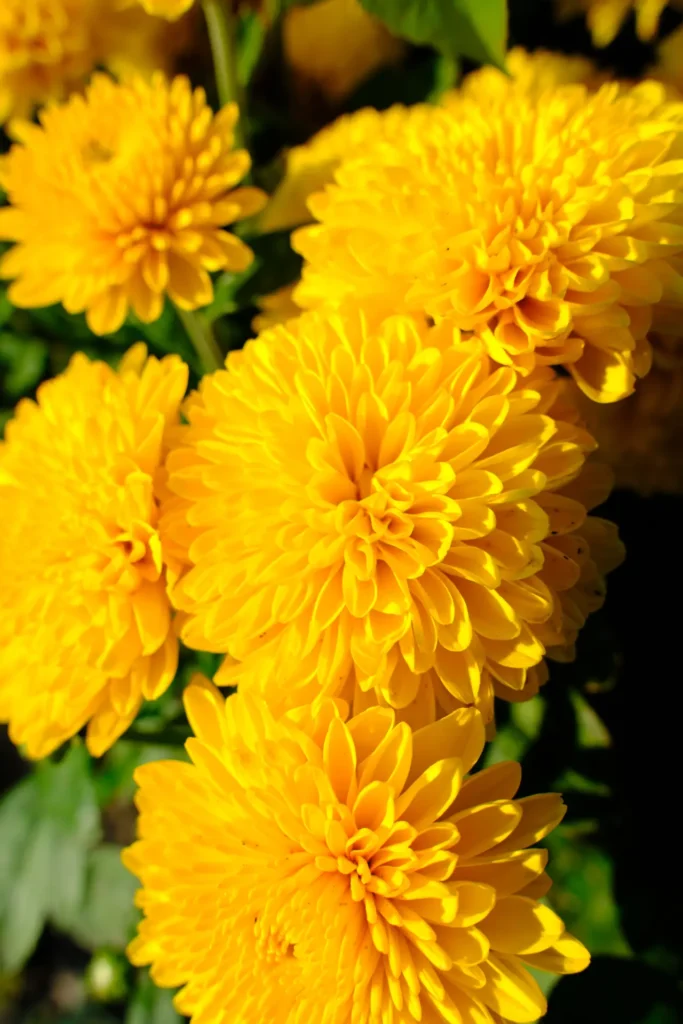 Golden Chrysanthemums (5)
