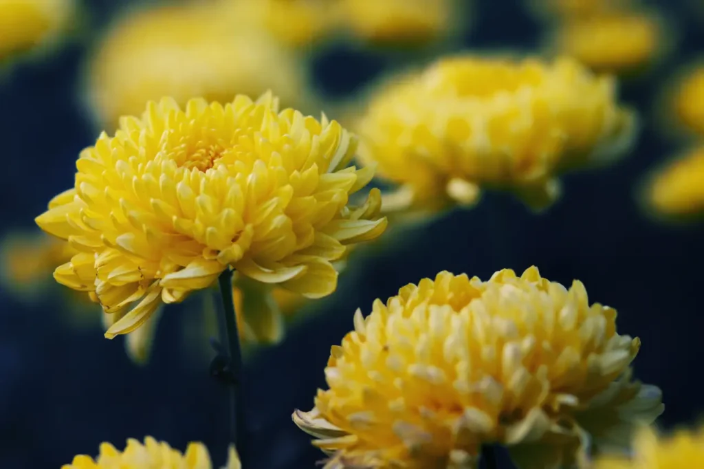 Golden Chrysanthemums (8)