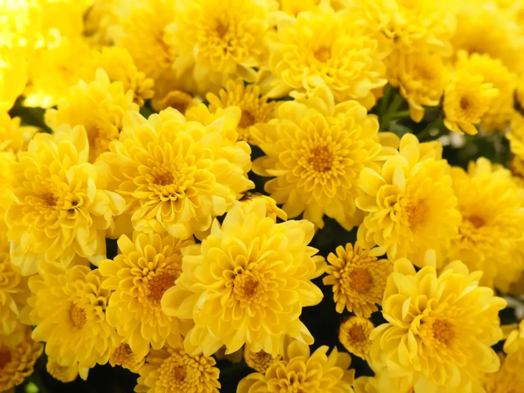 Golden Chrysanthemums (9)