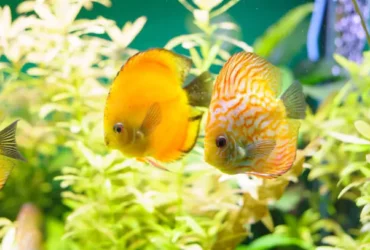 Golden Discus 5