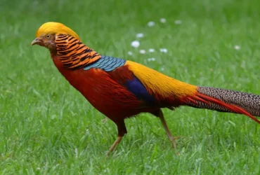 Golden Pheasant 1