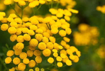 Golden Wattle (20)