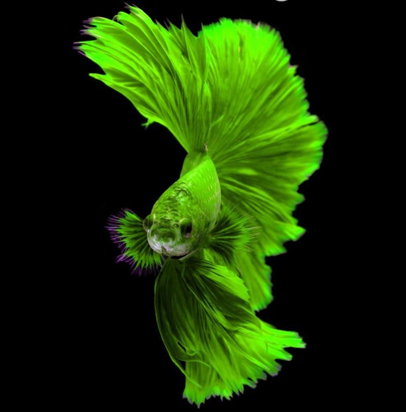 Green-colored beautiful fish species 4