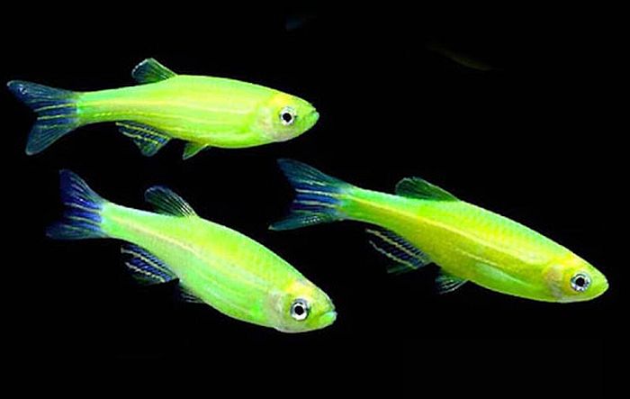 Green-colored-beautiful-fish-species-are-currently-popular-6