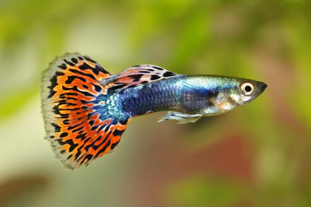 Guppy (rainbow Fish) 1