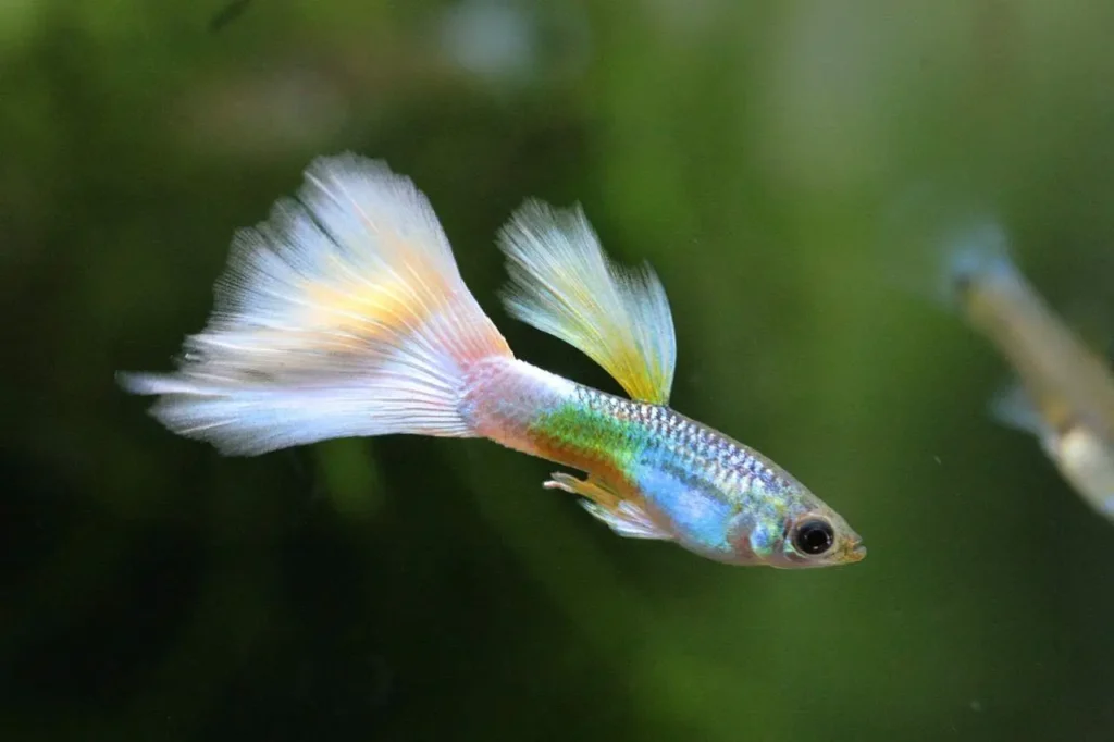 Guppy (rainbow Fish) 11