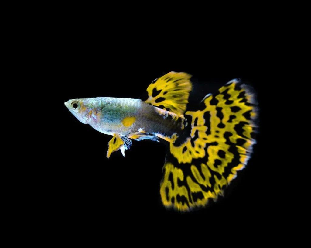 Guppy (rainbow Fish) 17