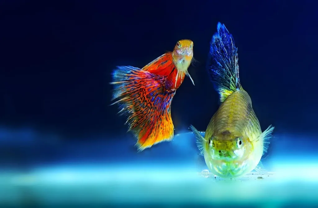 Guppy (rainbow Fish) 18