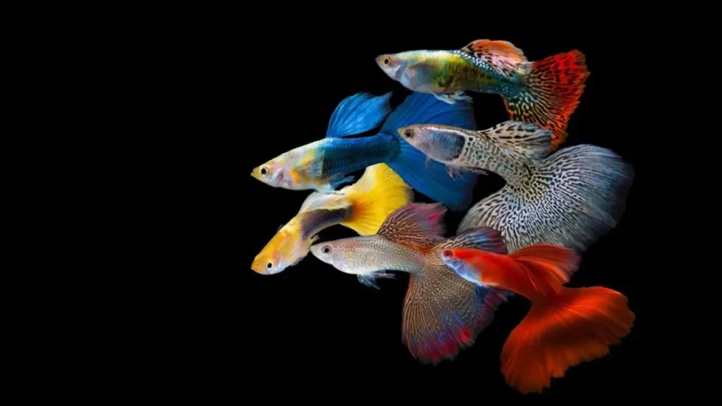 Guppy (rainbow Fish) 2