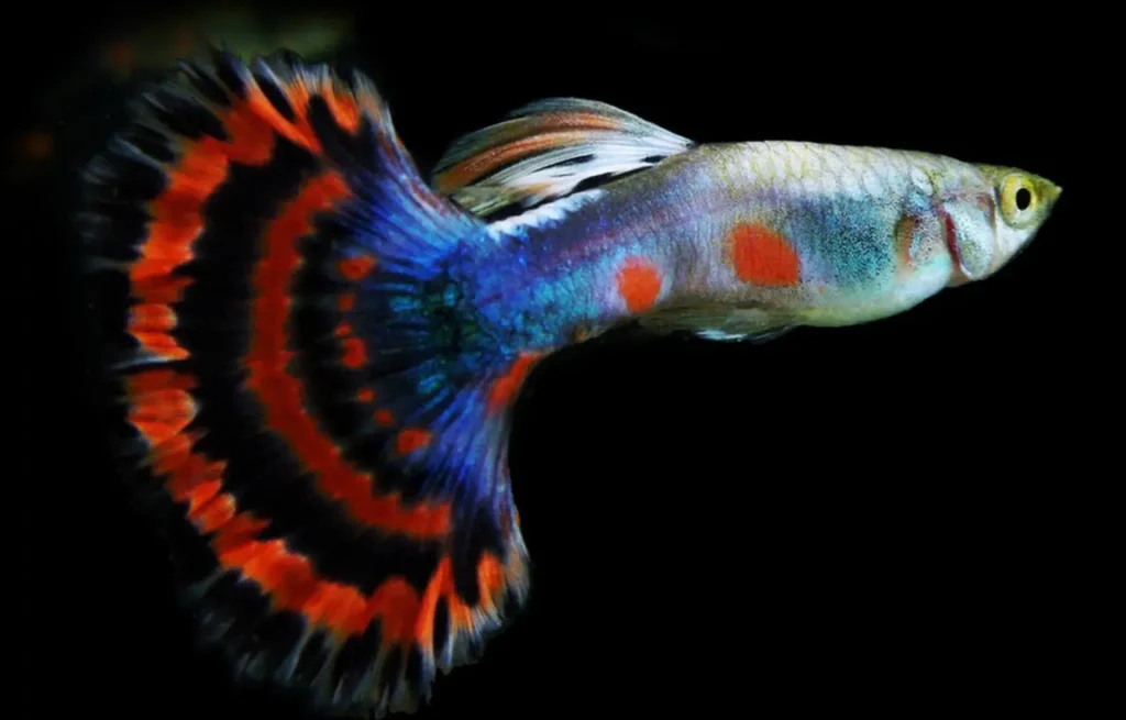 Guppy (rainbow Fish) 21