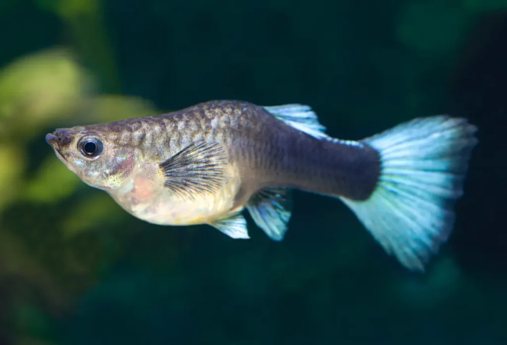 Guppy (rainbow Fish) 22