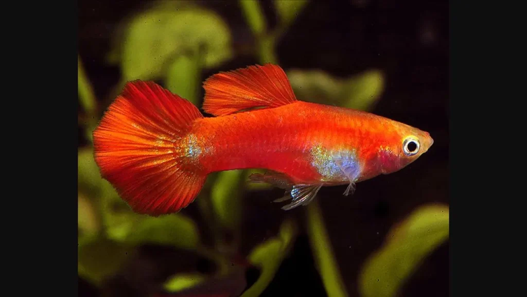Guppy (rainbow Fish) 23