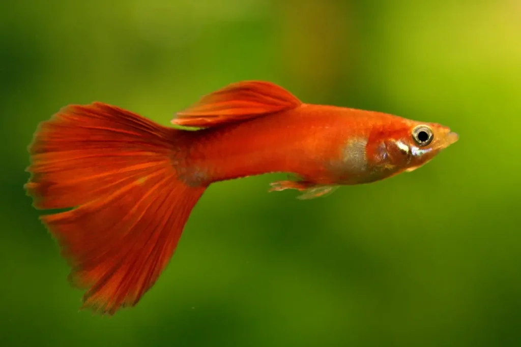 Guppy (rainbow Fish) 25