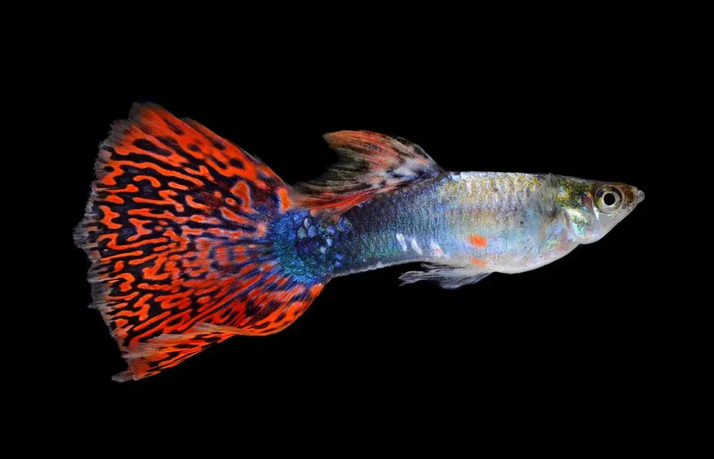Guppy (rainbow Fish) 3
