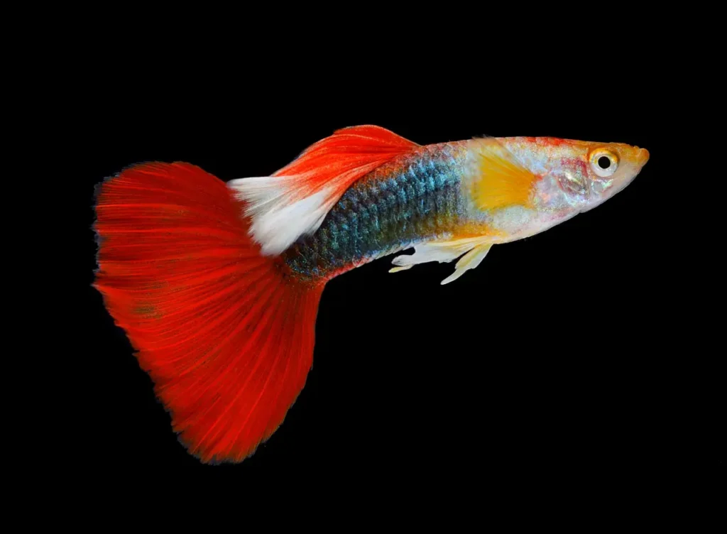 Guppy (rainbow Fish) 8