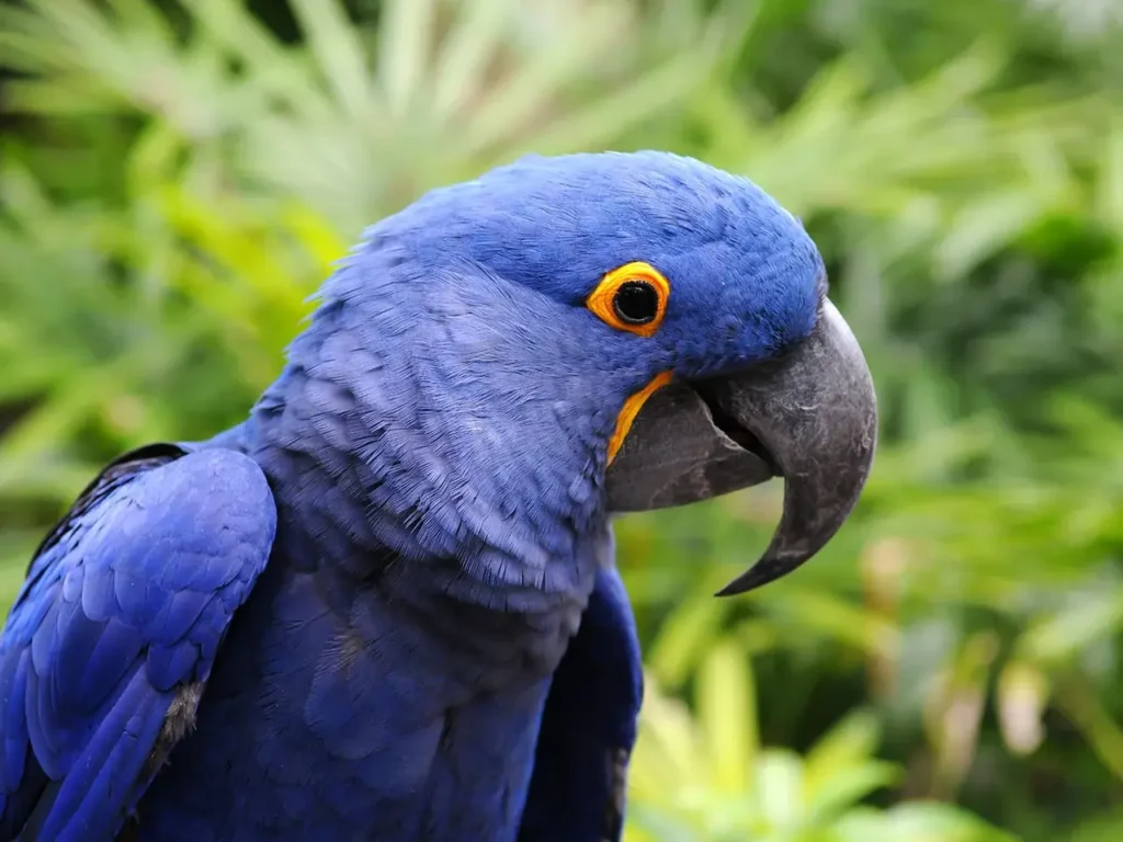Hyacinth Macaw 11
