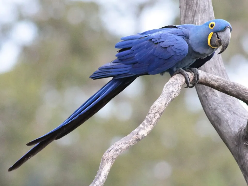 Hyacinth Macaw 12