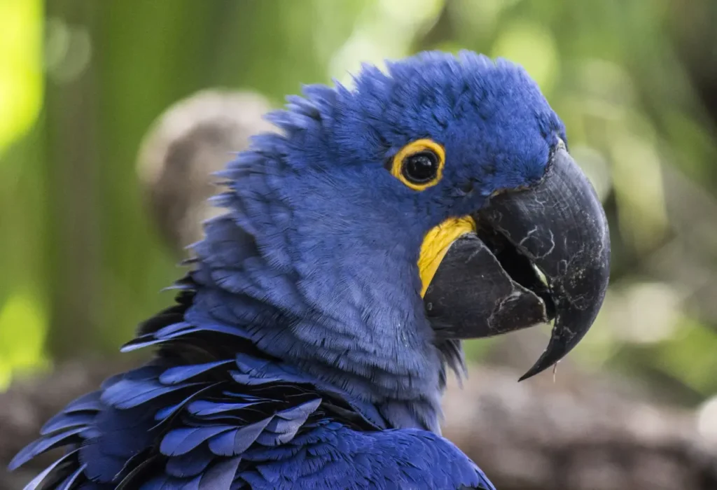 Hyacinth Macaw 13