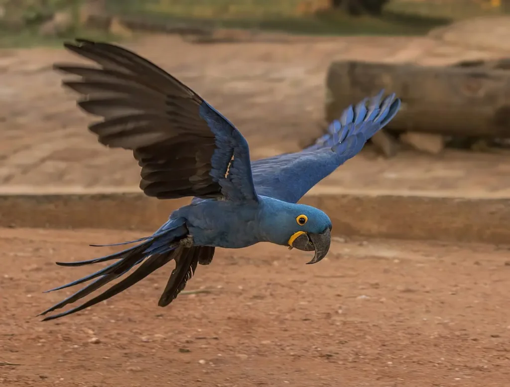 Hyacinth Macaw 14
