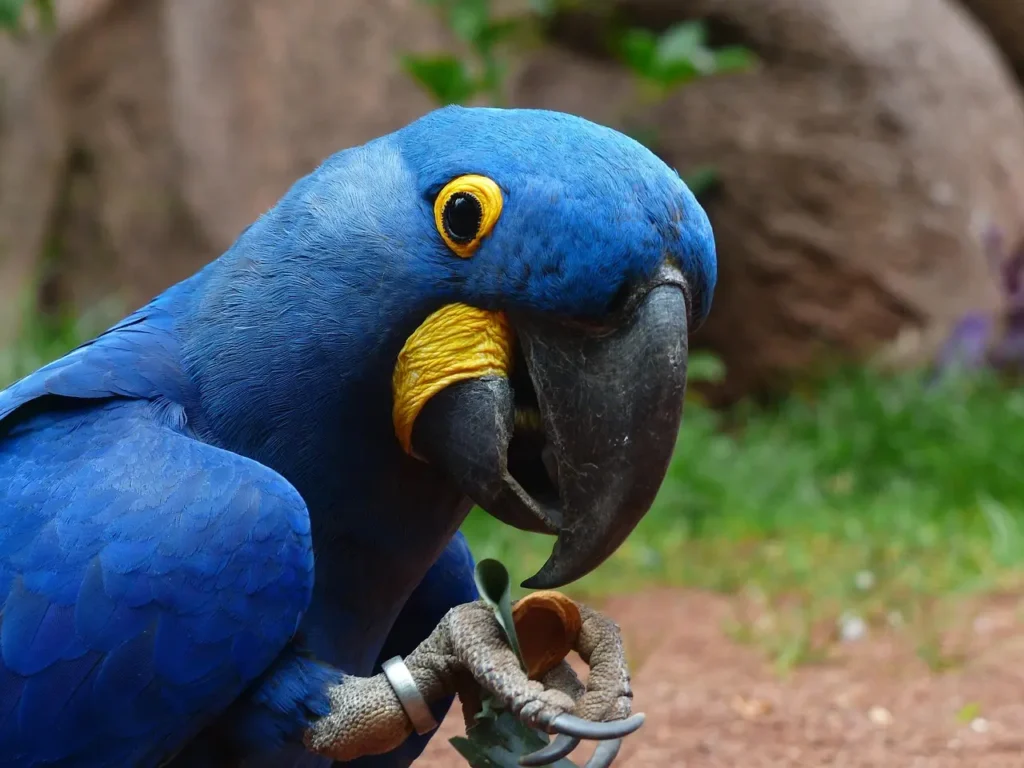Hyacinth Macaw 19