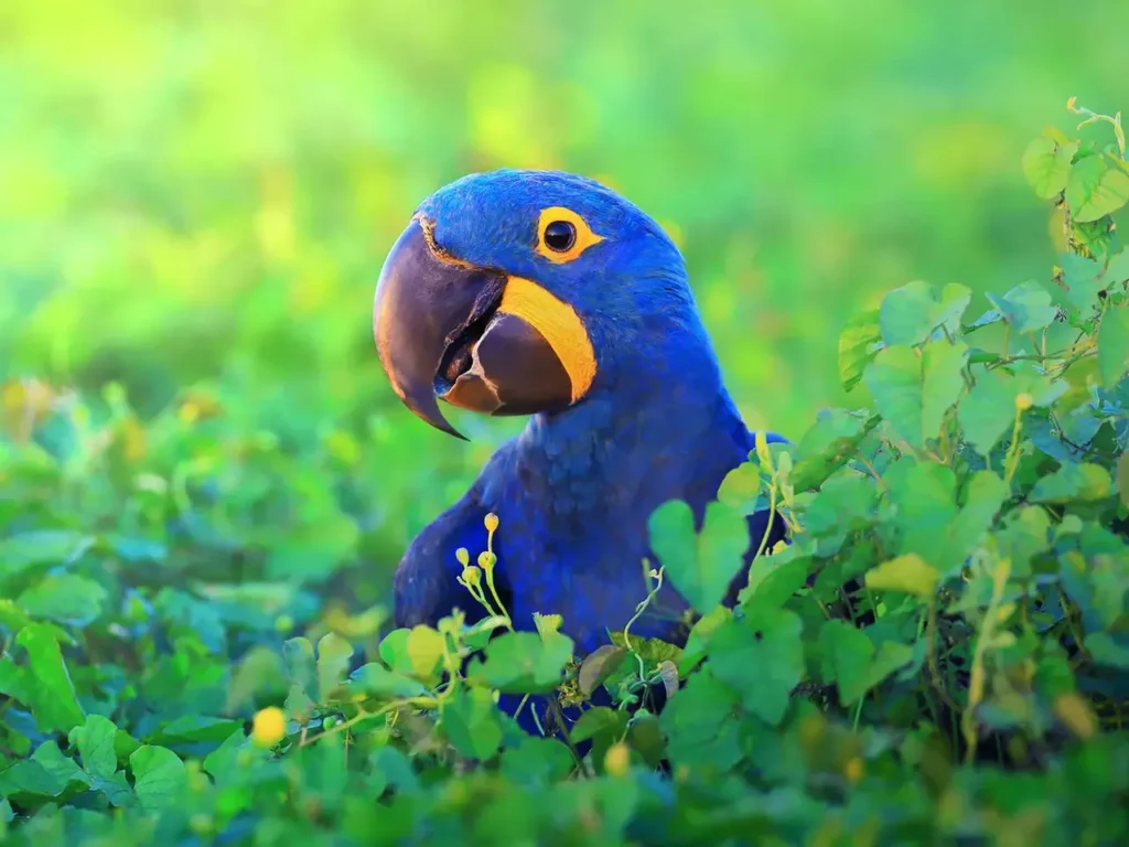 Hyacinth Macaw 2