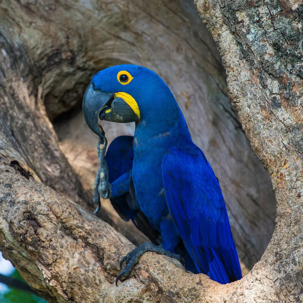 Hyacinth Macaw 20