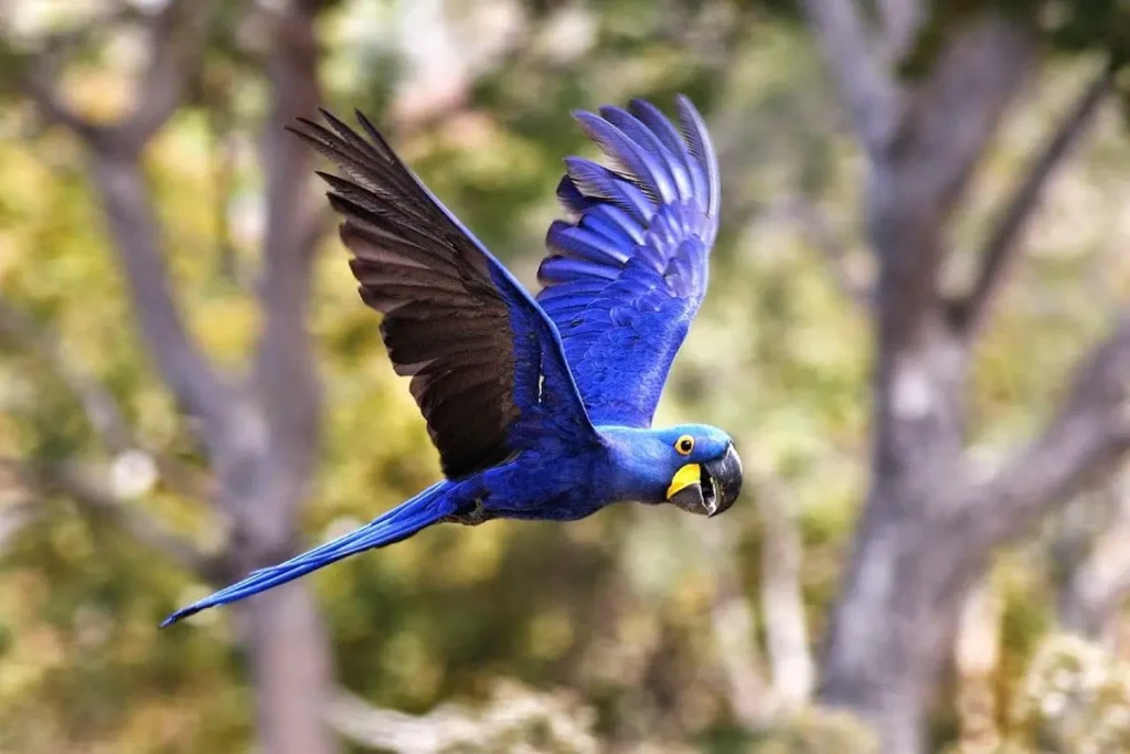 Hyacinth Macaw 21